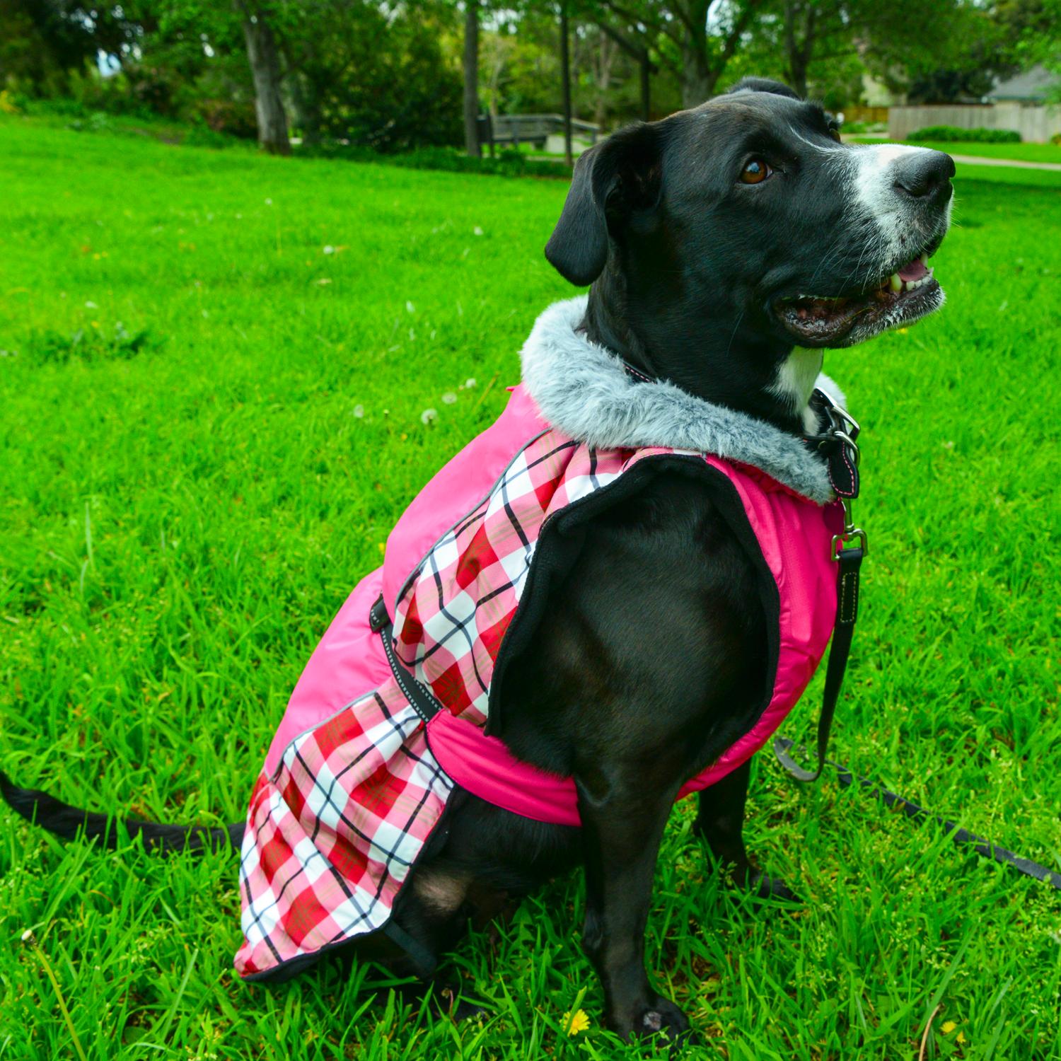 Berry Plaid All-Weather Dog Coat