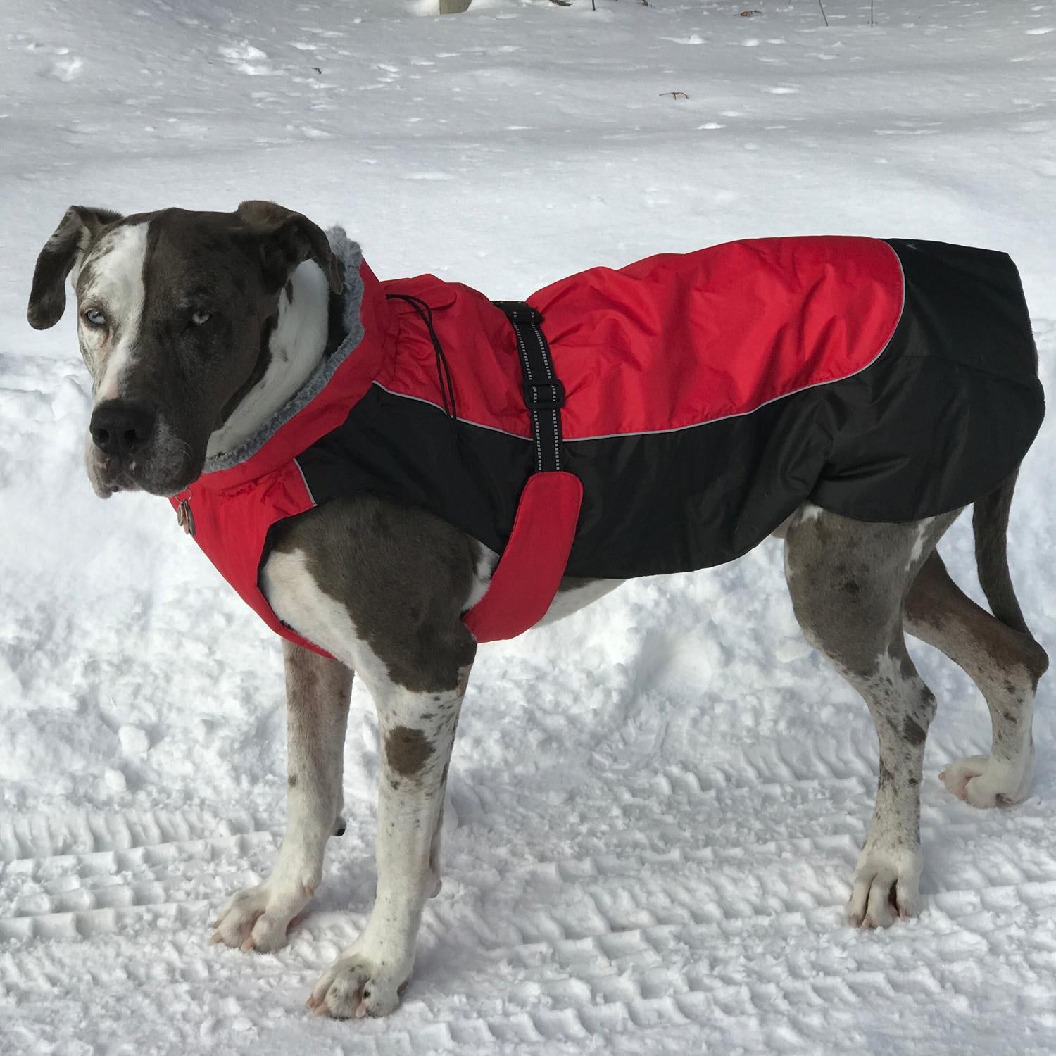 Arctic Red All-Weather Dog Coat