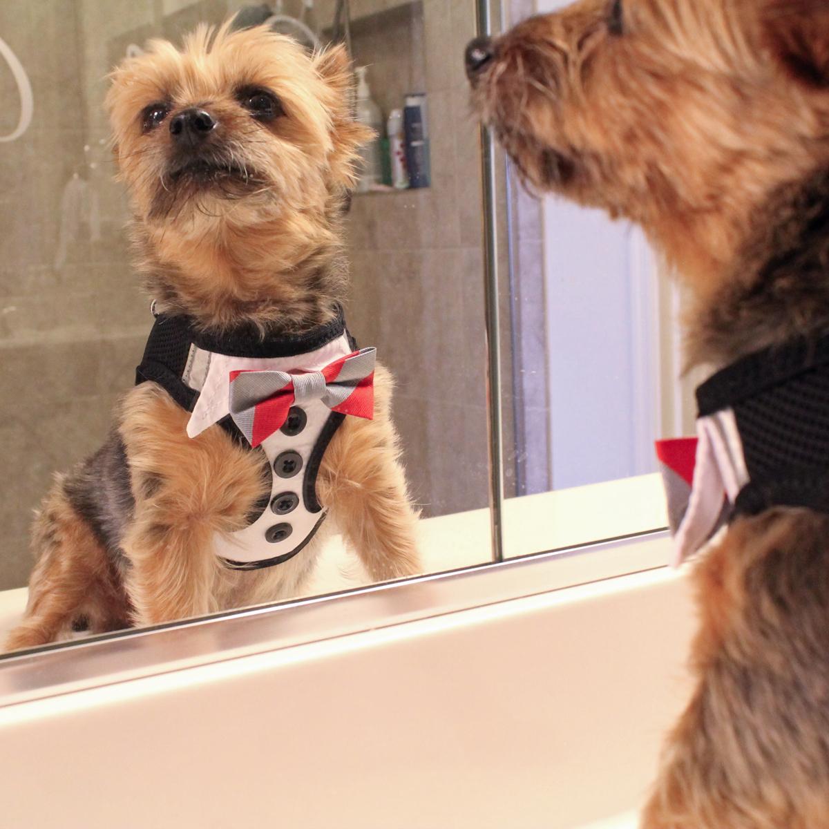 Dog Tuxedo Harness with Interchangeable Bows