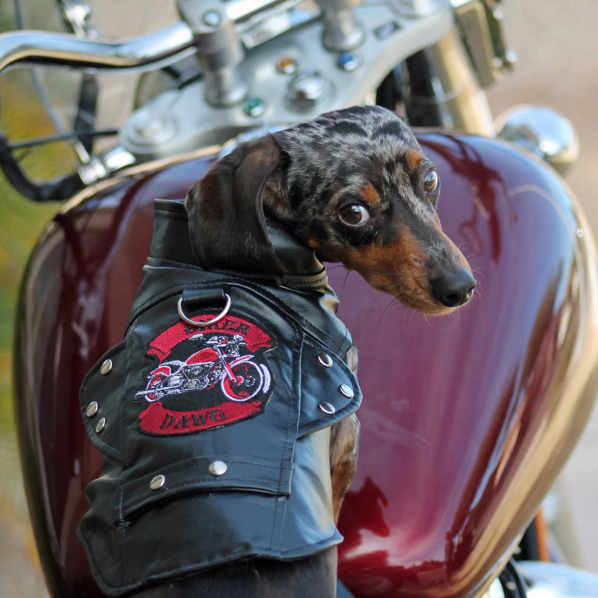 Black Motorcycle Dog Jacket