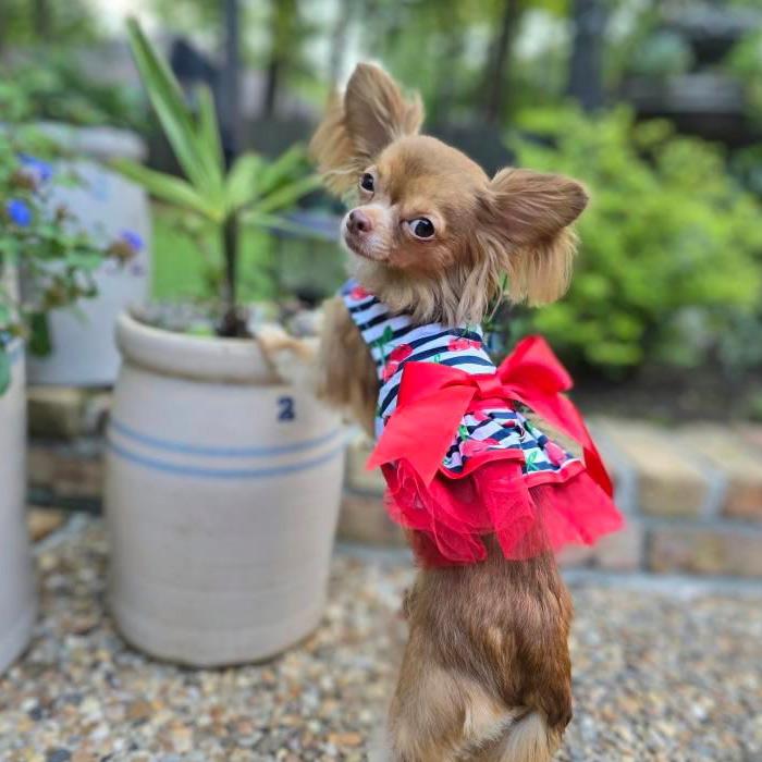 Cherry Stripe Harness Dog Dress with Matching Leash