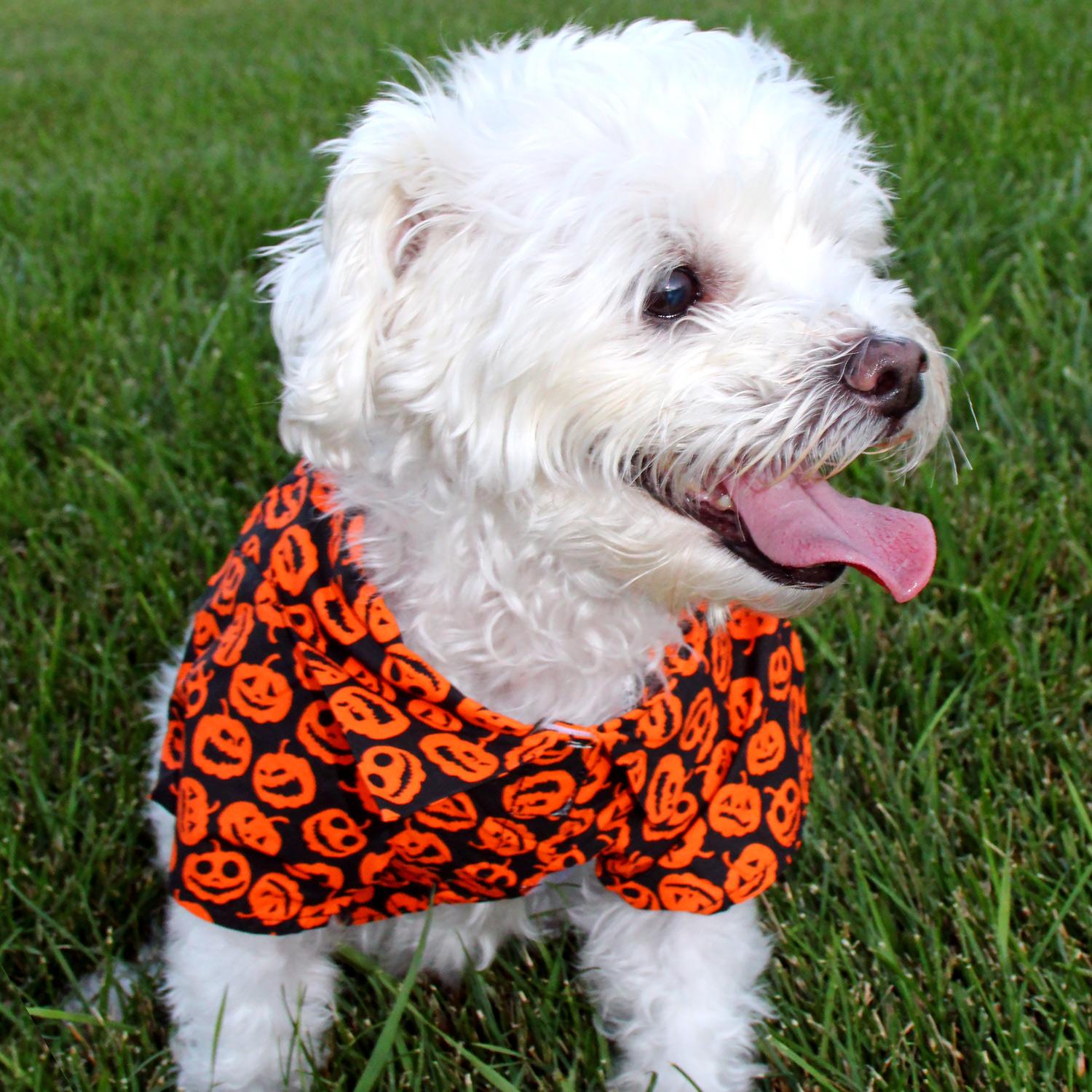 Jack-O’-Lantern Tropical Dog Shirt