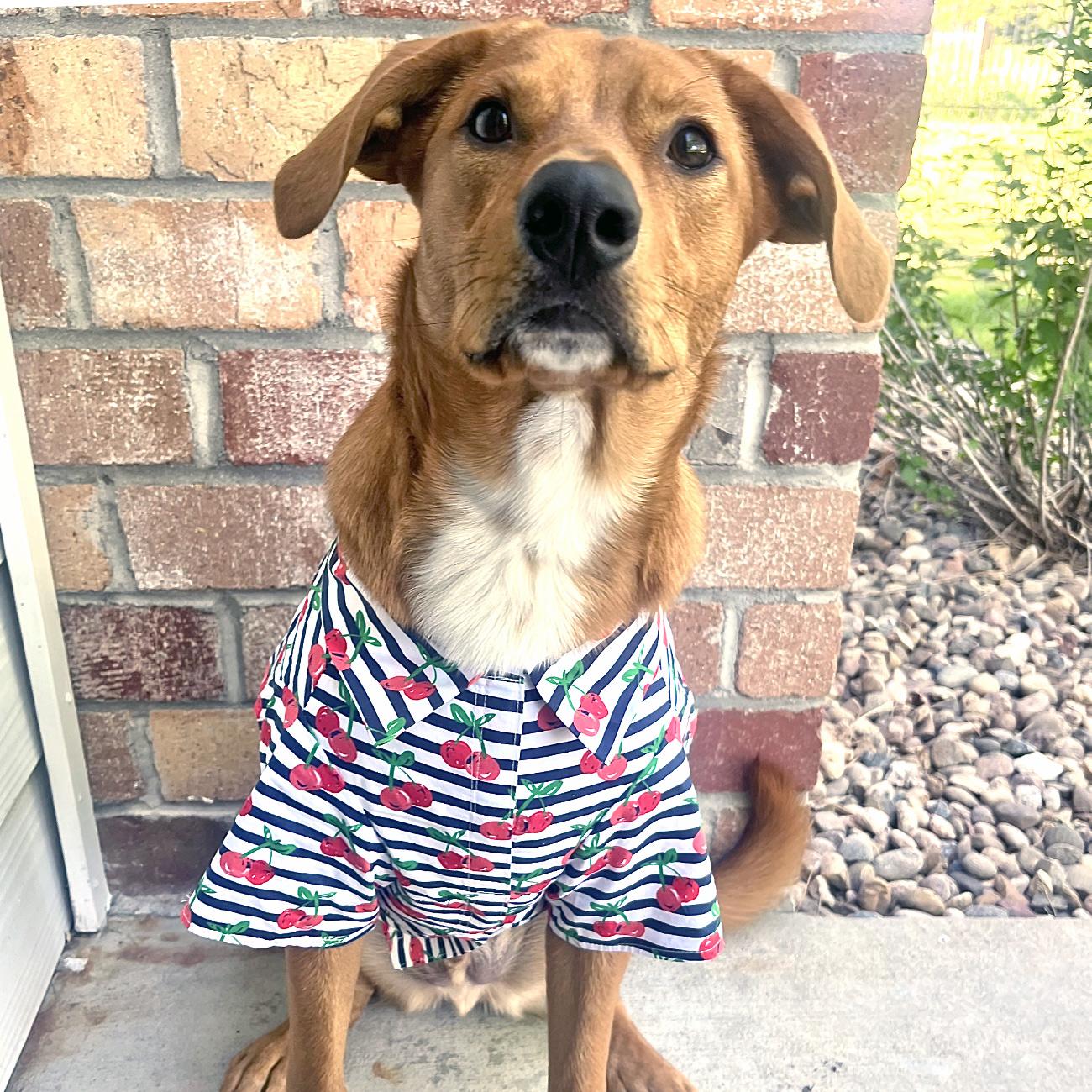 Cherry Stripe Tropical Dog Shirt