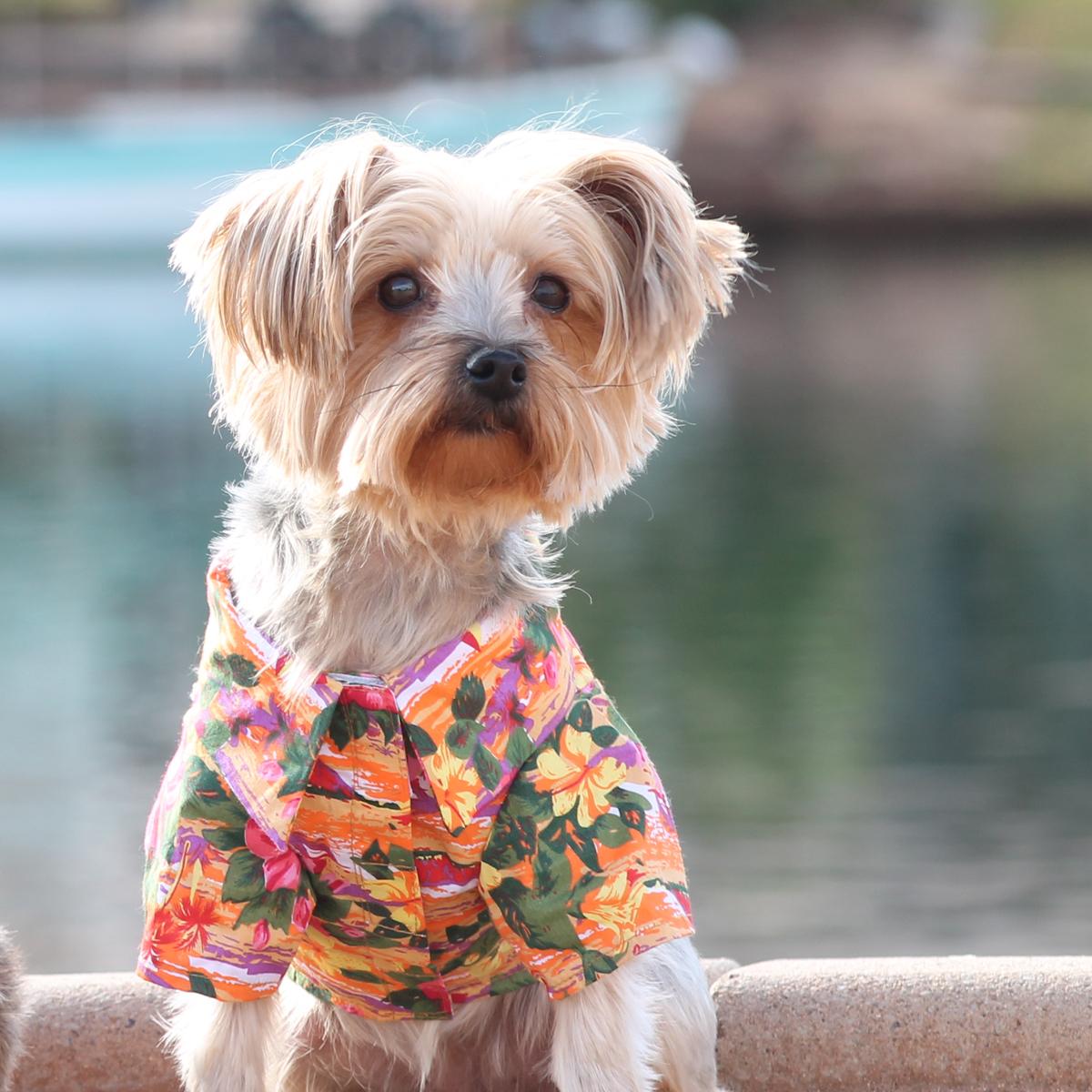 Sunset Hibiscus Tropical Dog Shirt