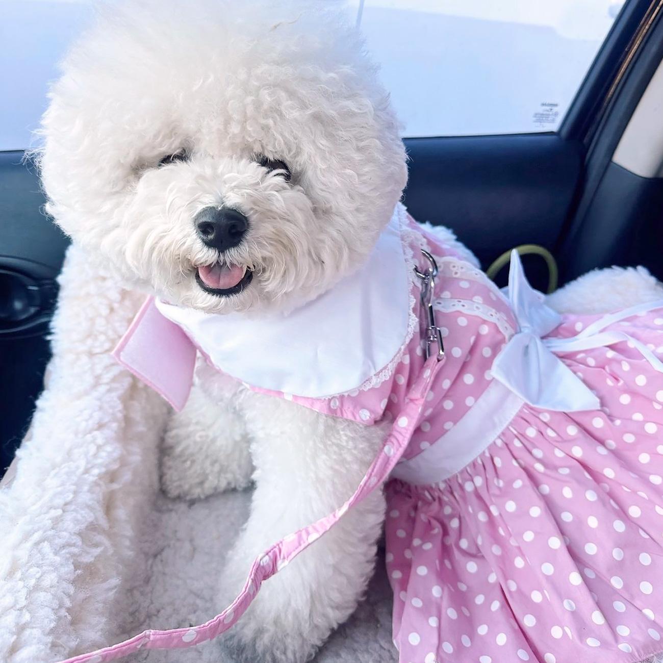 Pink Polka Dot & Lace Dog Dress with Leash