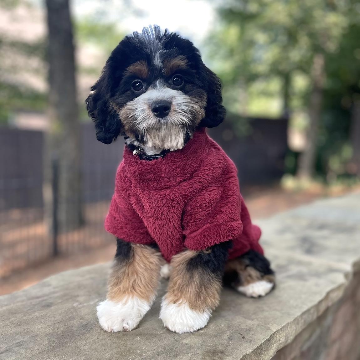 Soft Plush Dog Pullover (5 Color Options)