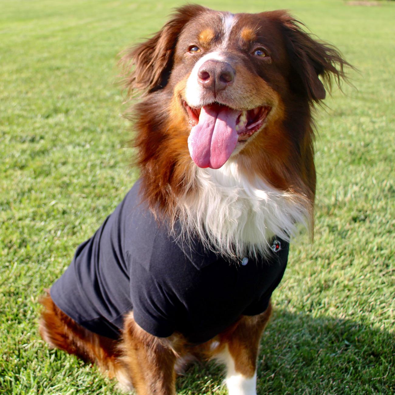 Jet Black Solid Dog Polo