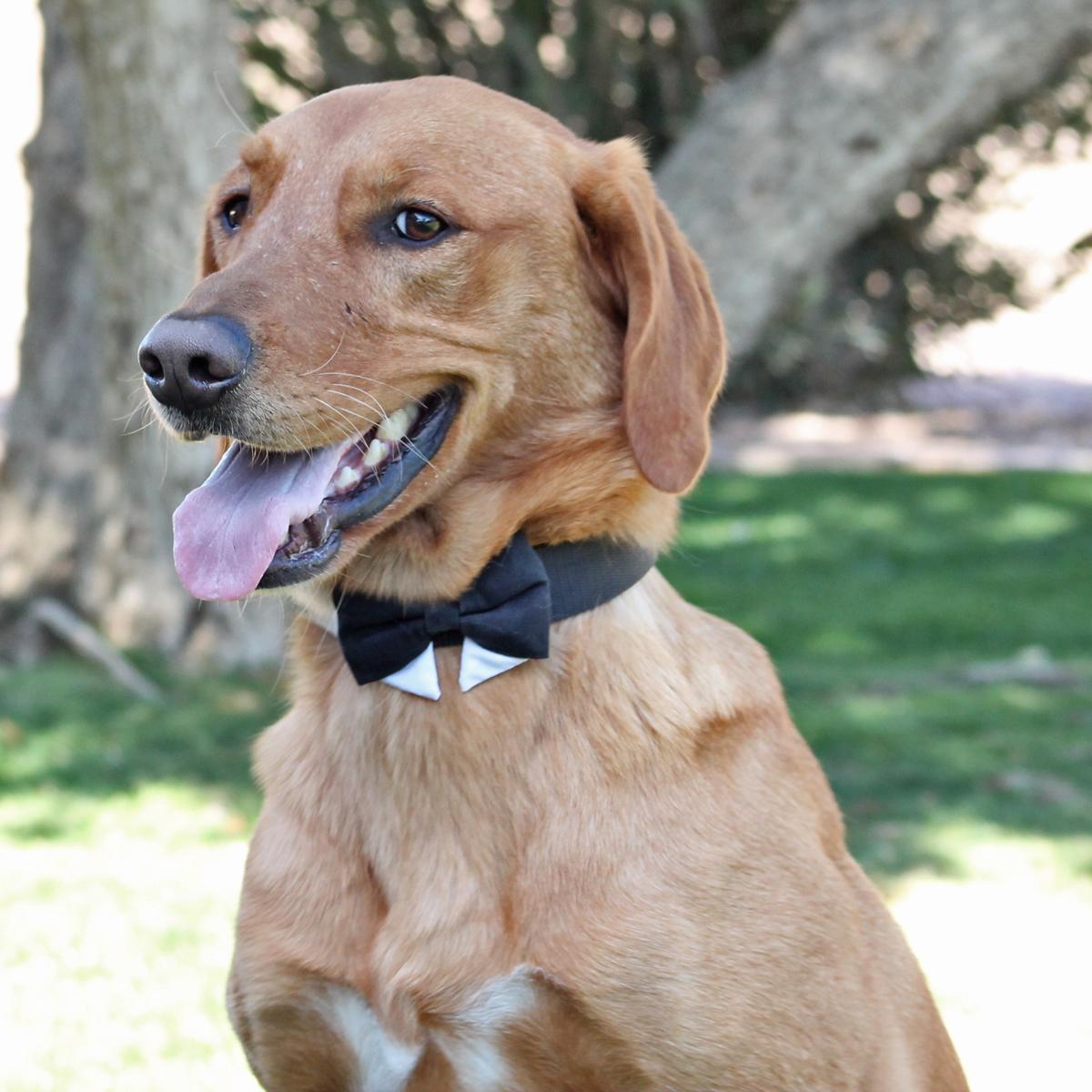 Gray Camo Universal Dog Bow Tie