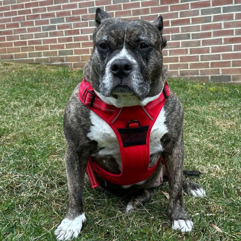 Adjustable Pull-Control Dog Harness (5 Color Options)