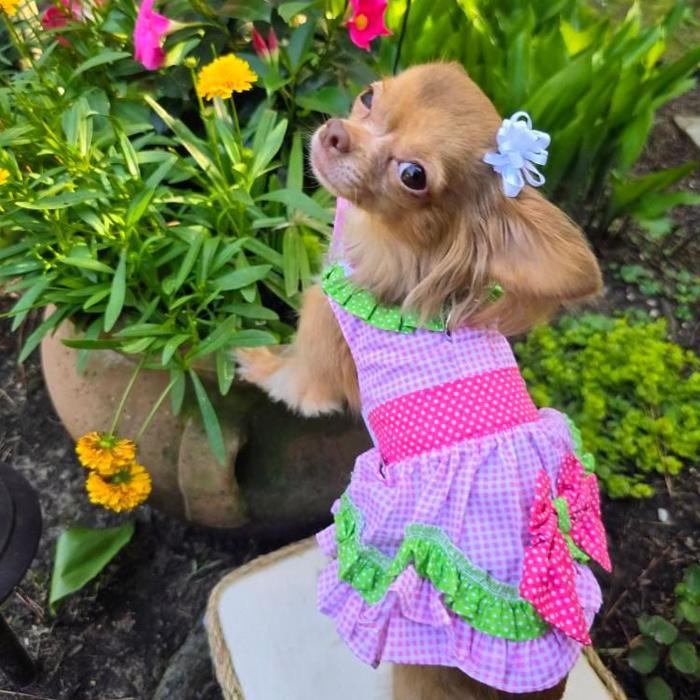 Watermelon Dog Harness Dress with Leash
