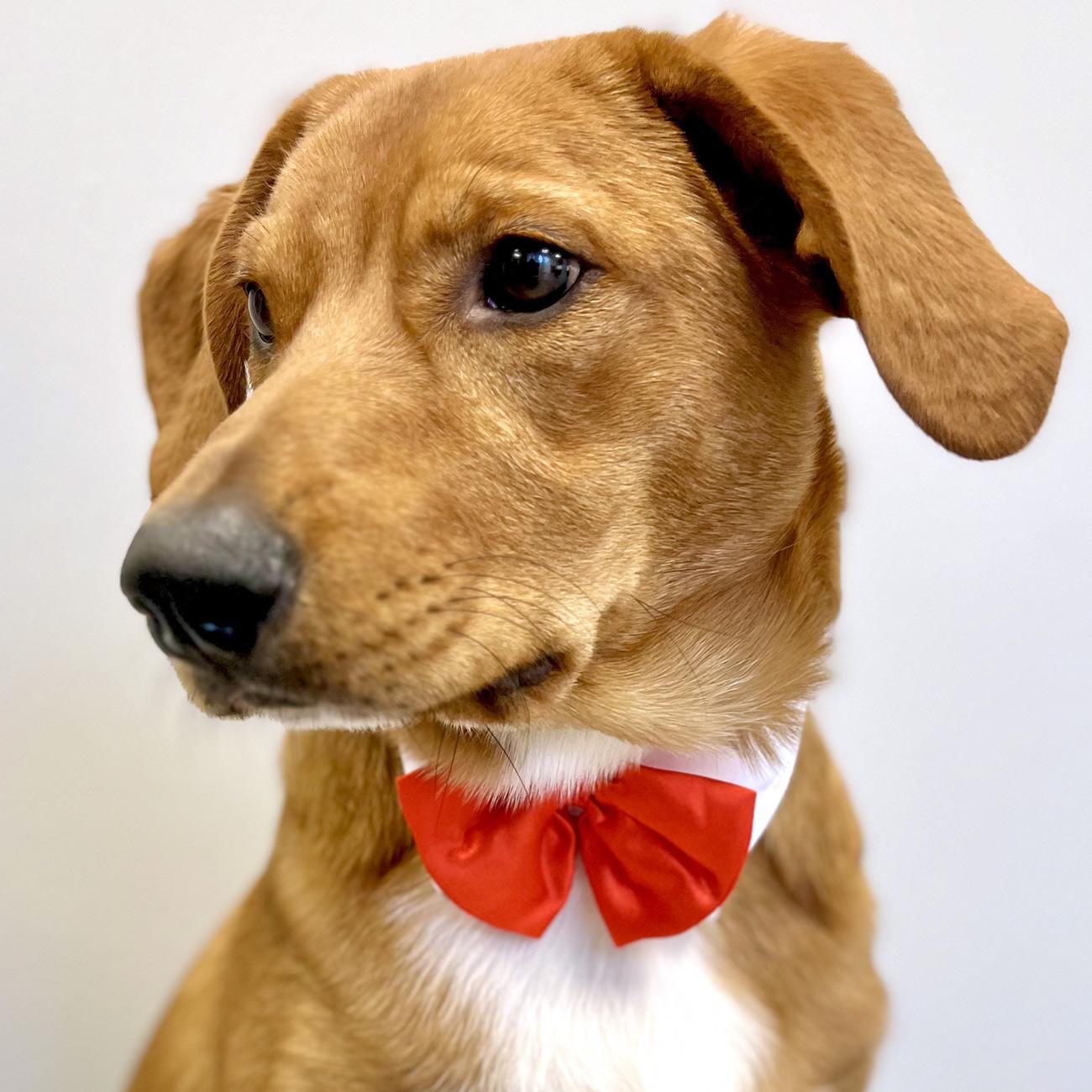 White Dog Collar with Red Satin Bow Tie